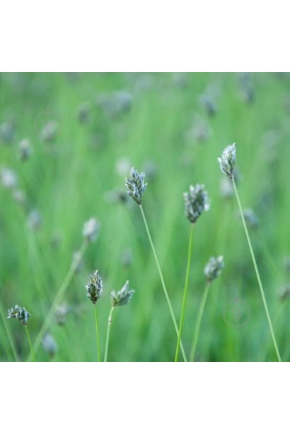 Сеслерия голубая